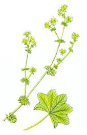 Alchemilla vulgaris